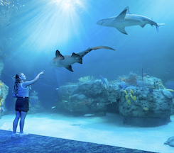 girl looking at aquarium glass of sharks